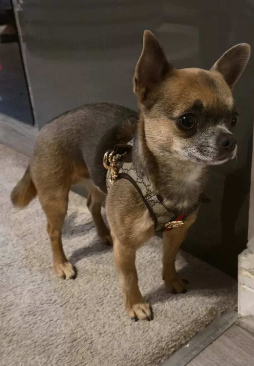 Designer Dog/Cat Harness with Lead Set Size Small and Xtra Small