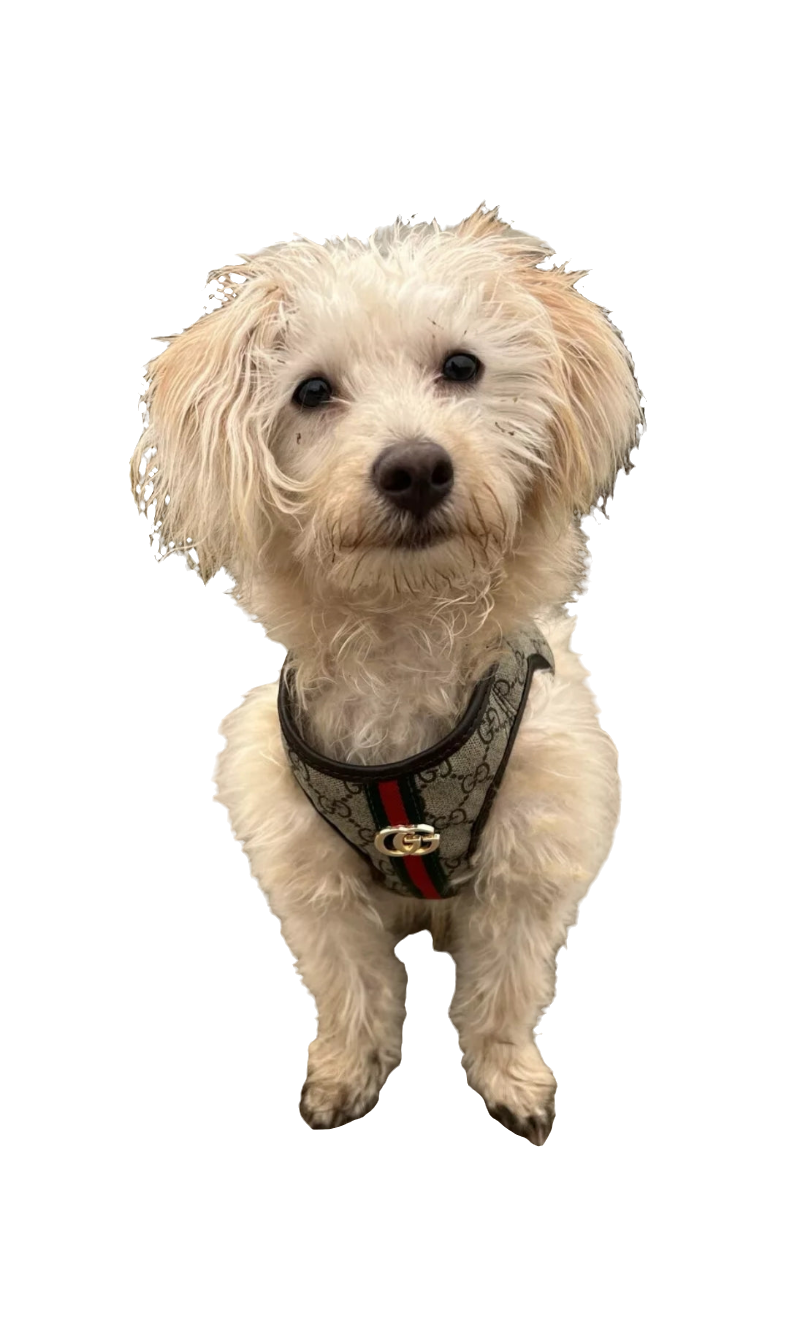 Designer Dog/Cat Harness with Lead Set Size Small and Xtra Small