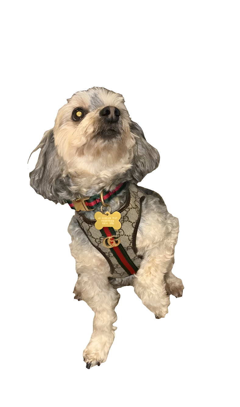 Designer Dog/Cat Harness with Lead Set Size Small and Xtra Small